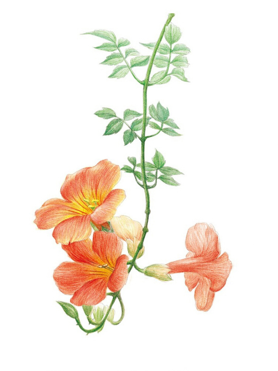 〔凌霄〕别名紫薇 飞乐鸟插画 彩铅花卉