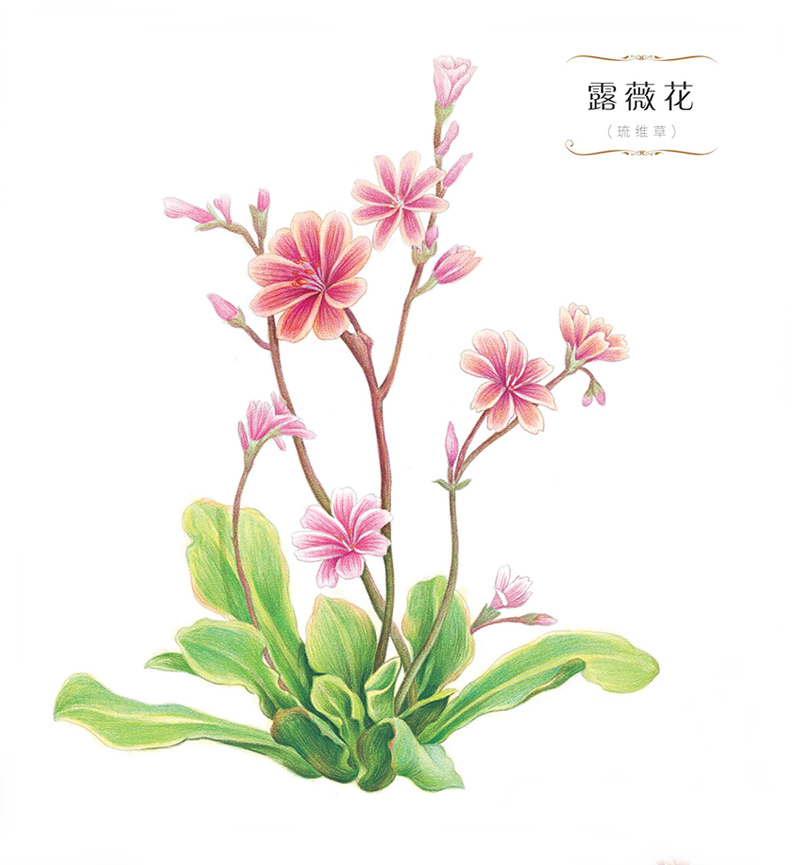 飞乐鸟#彩铅#露薇花【琉维草】