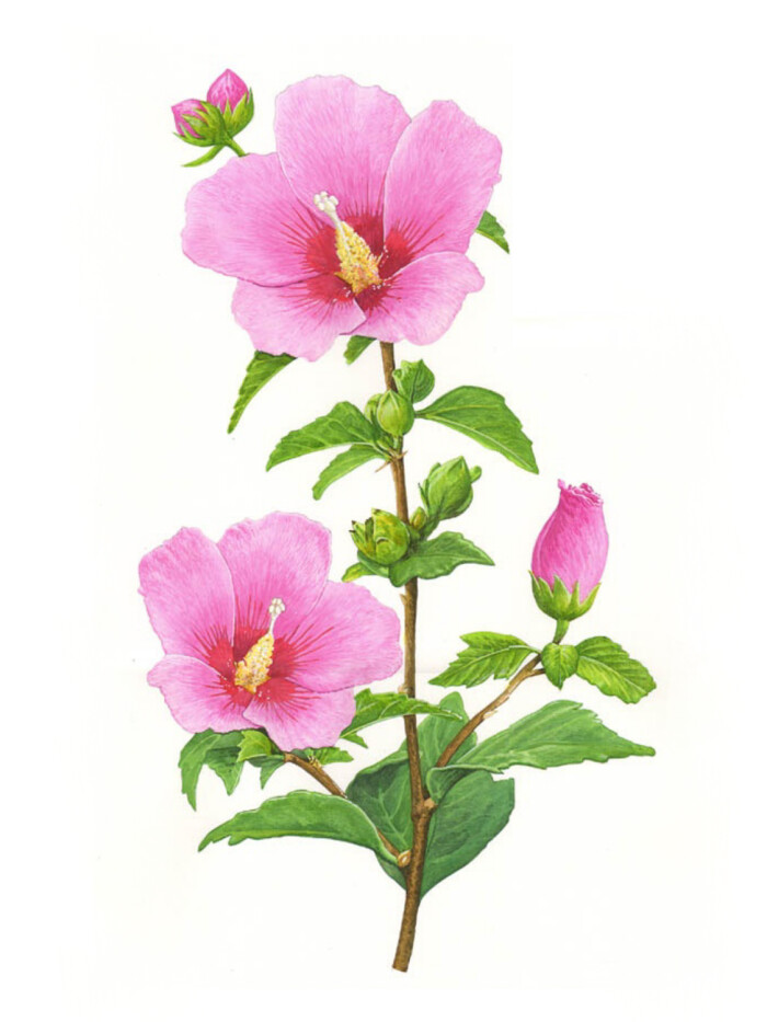 彩铅 手绘 花卉 插画
