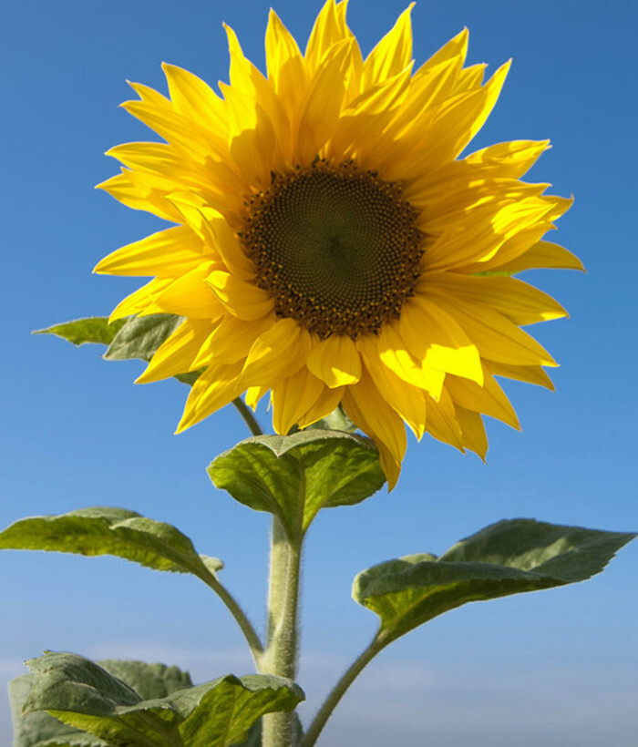 迎着阳光生长的向日葵,给人带来阳光般积极向上的力量