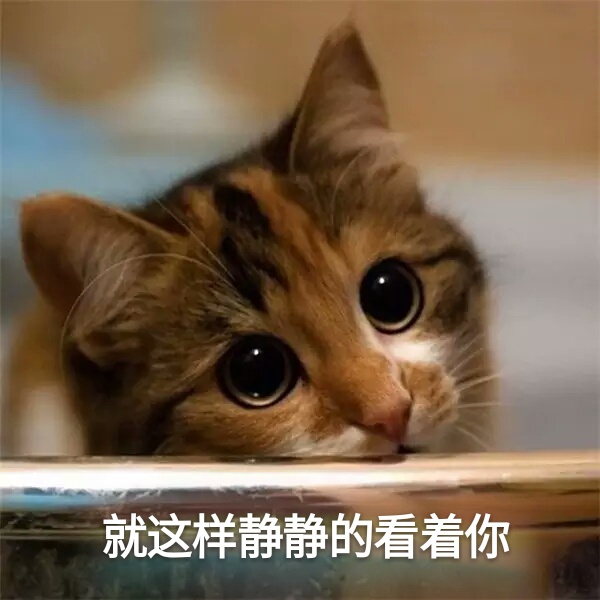 表情包#猫咪#可爱#就这样静静的看着你#斗图