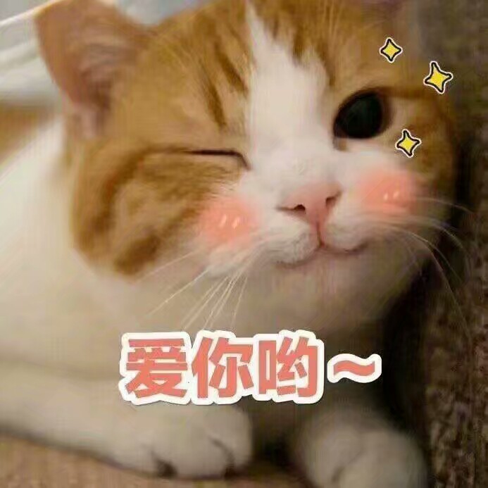 猫猫表情包