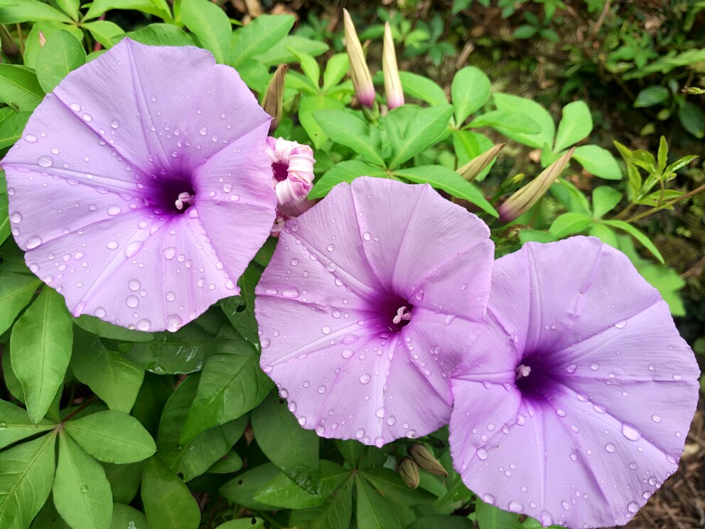 屋后的牵牛花,刚下完雨