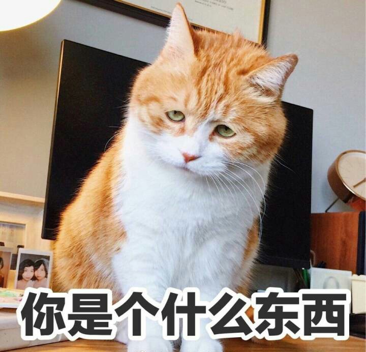 猫日-日吹表情包-丧猫-萌-撸猫系列