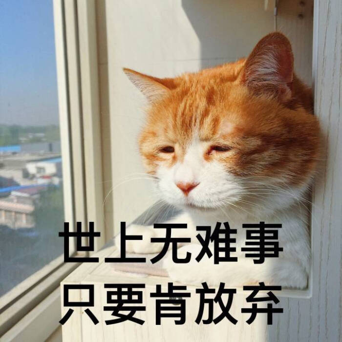 猫日-日吹表情包-丧猫-萌-撸猫系列