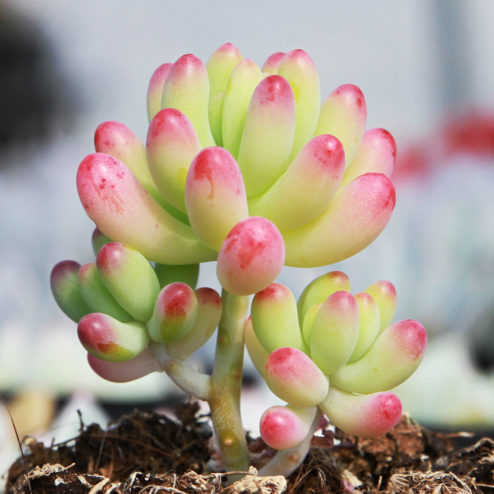 满额包邮多肉植物【果冻乙女心】花卉绿植小盆栽室内办公室防辐射