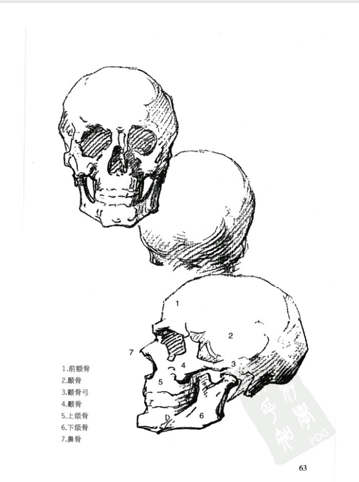 伯里曼p63 头骨名称