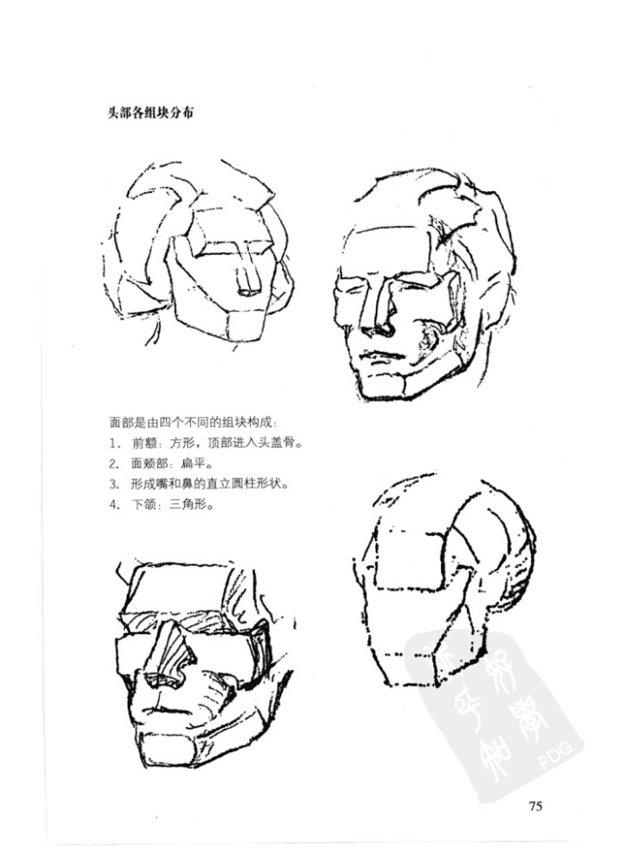 伯里曼p75 头部各组块 分布