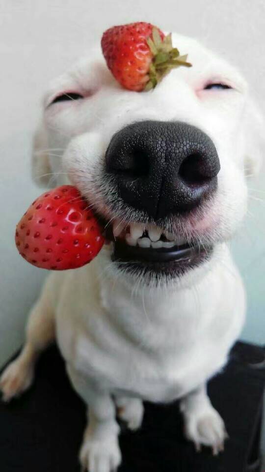 草莓,狗狗,笑叼天,可爱,暖心