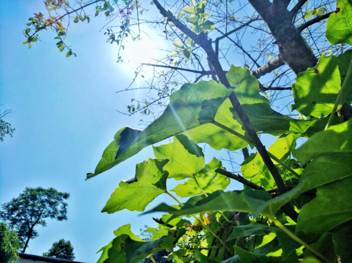 随手拍,夏日里刺眼的阳光