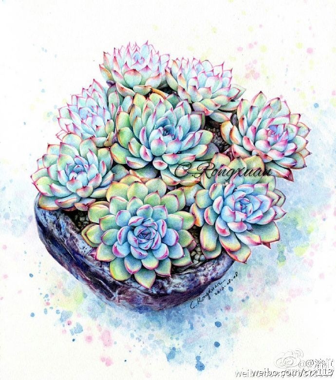 [cp]#彩铅多肉植物##多肉植物##彩铅插画##插画狂想# 作者:@溶萱 [/cp