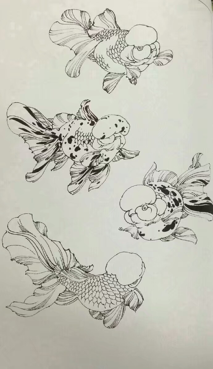 绘画素材【金鱼】