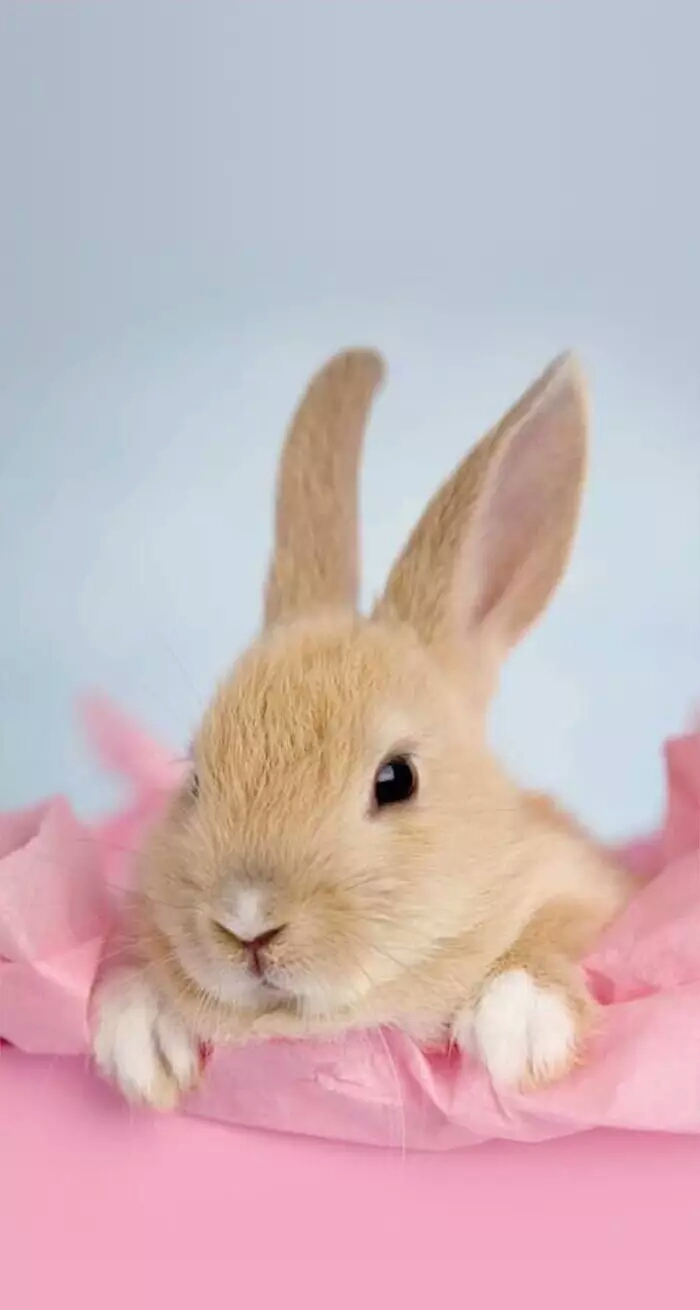 【 尐萌宠 】长耳朵兔