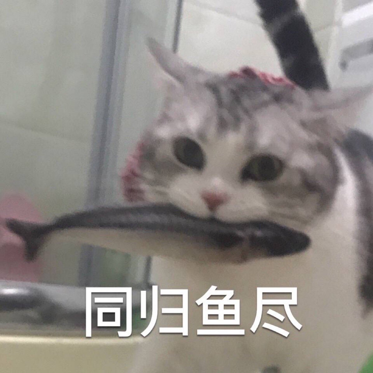 猫咪表情包 同归鱼尽