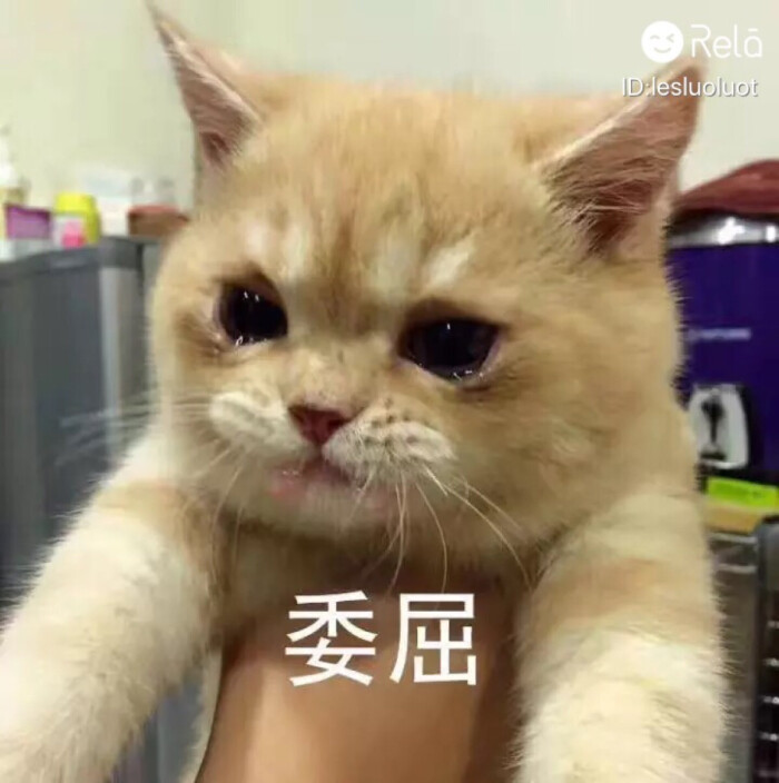 委屈 猫表情包