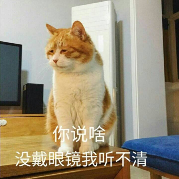 你说啥没戴眼镜我听不清 猫 表情包