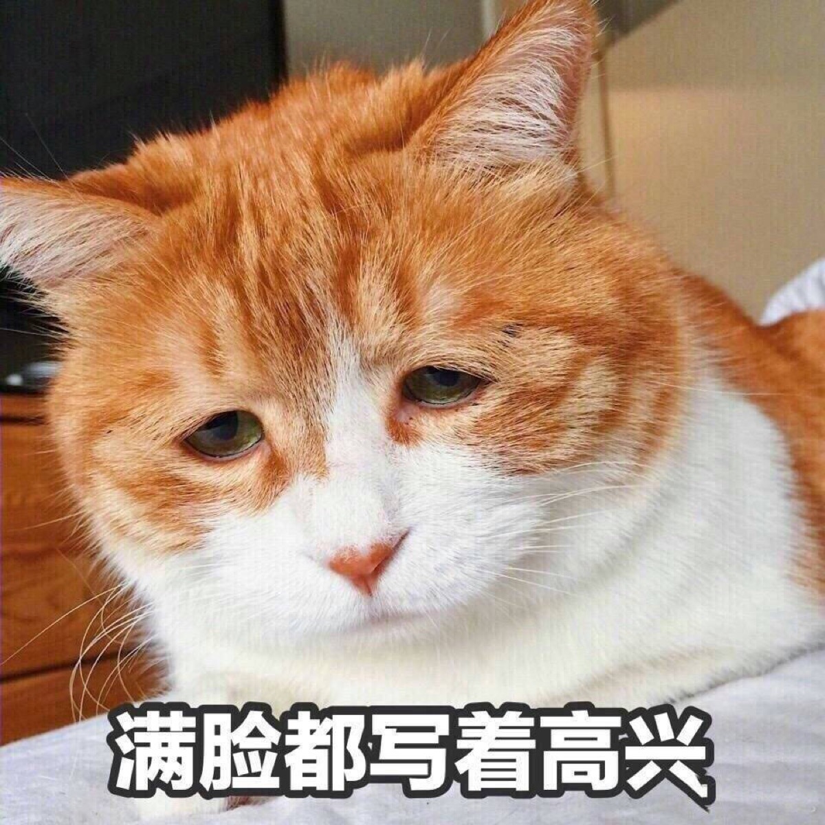 满脸都写着高兴 猫表情包