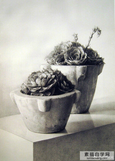 西班牙超写实大师克劳迪奥·布雷沃素描作品·多肉植物
