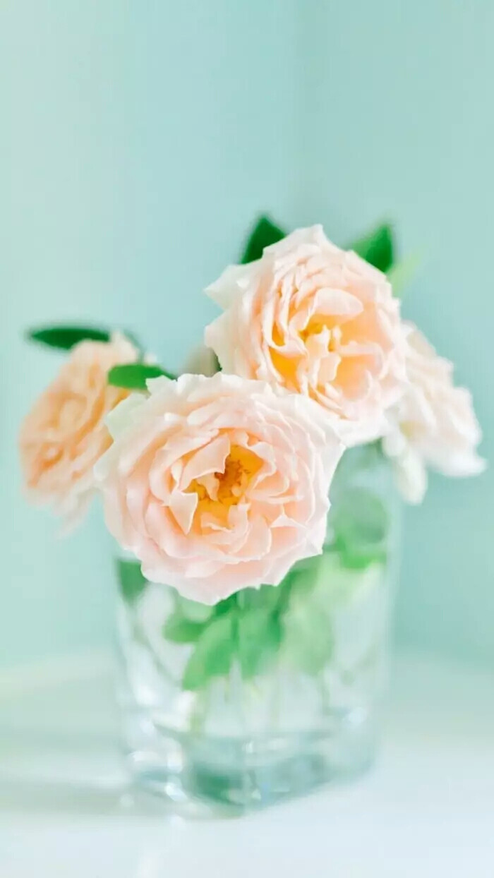 『一花一叶一世界』玫瑰花,唯美意境,小清新植物壁纸