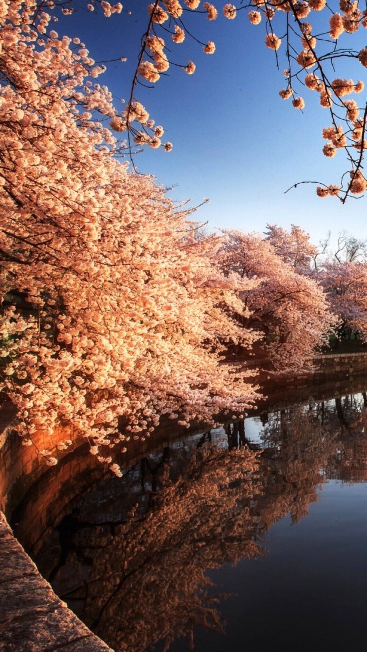 鲜花 清新 摄影 田园 绿色 自然 淡雅 风景名胜 壁纸 素材 锁屏 屏保