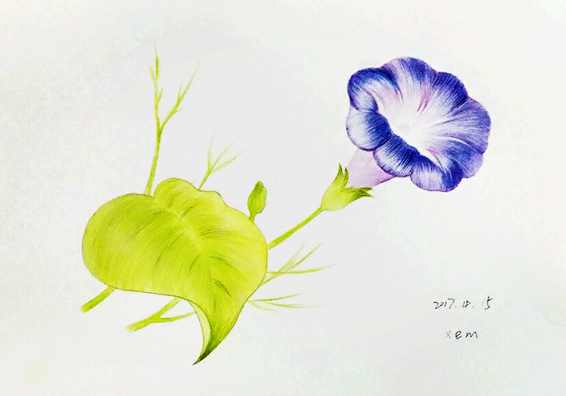 《牵牛花》