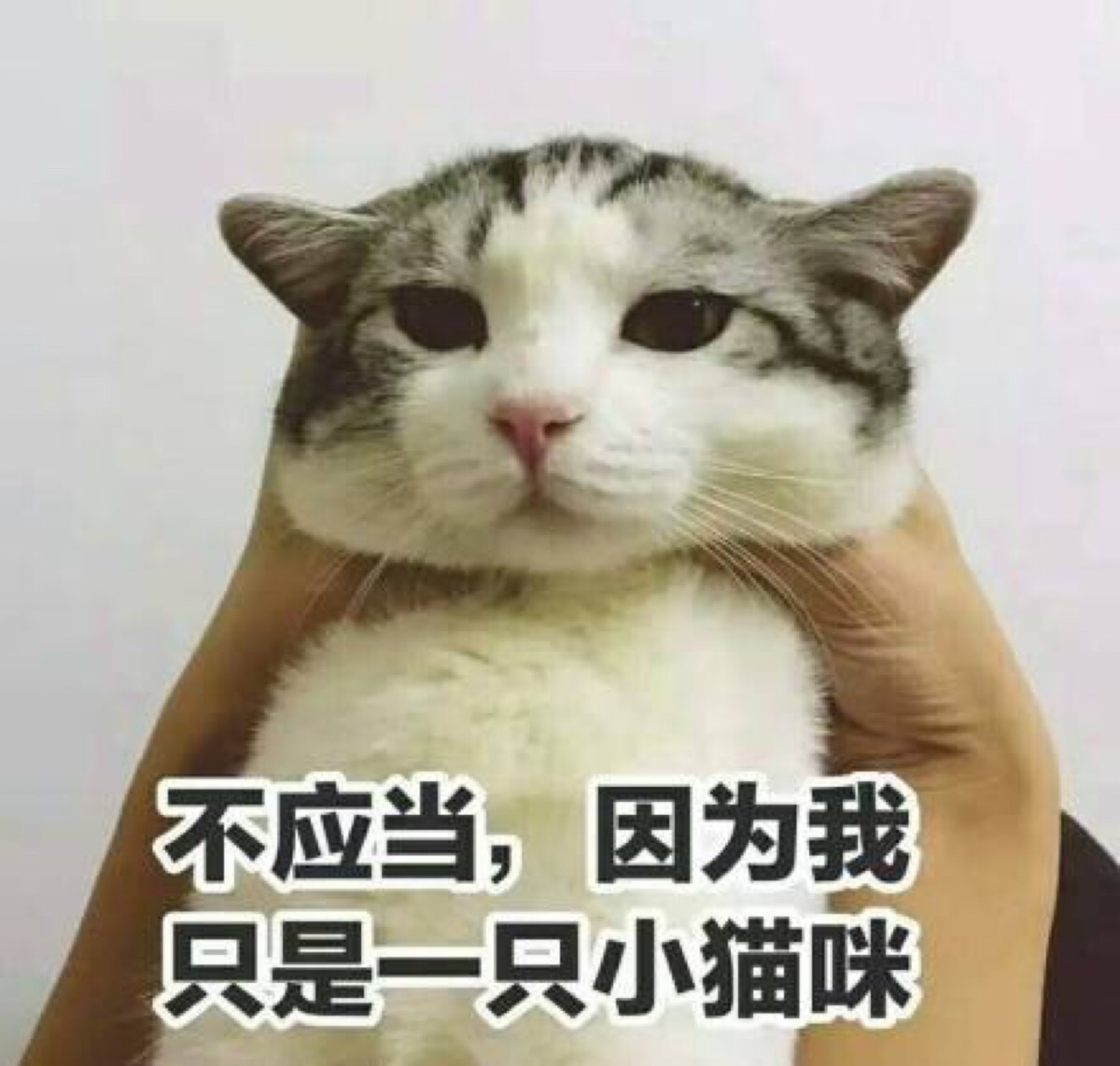 猫表情包