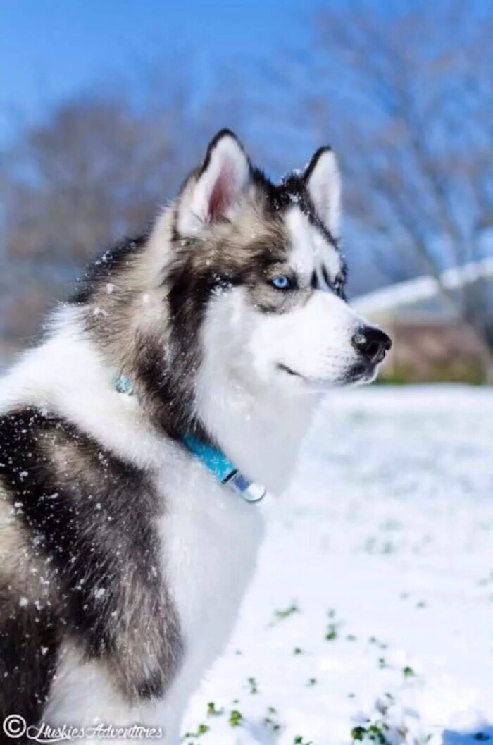西伯利亚雪橇犬是原始的古老