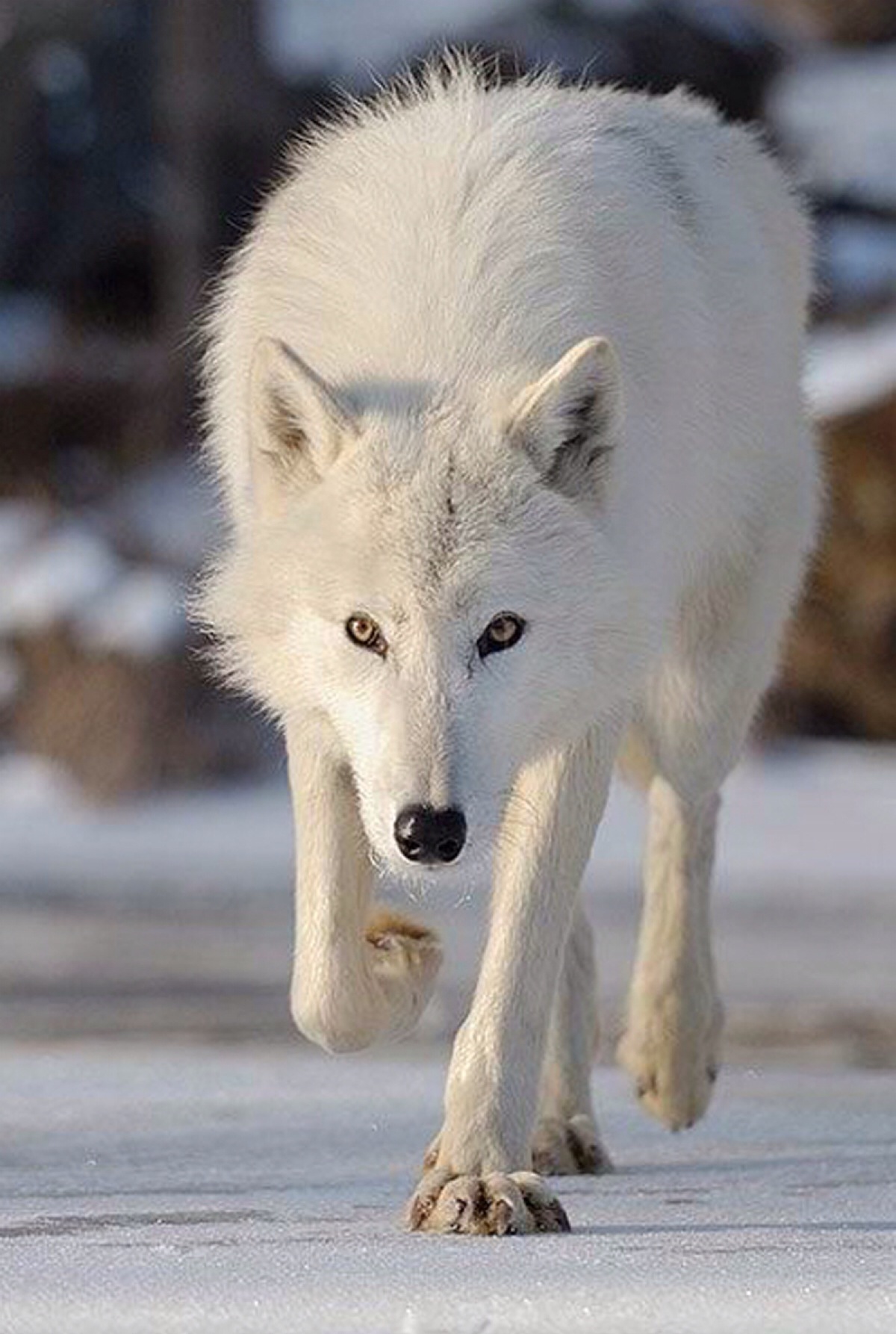 北极狼居住在世界上最荒凉的地形:苔原,连绵起伏的丘陵,冰谷,冰原