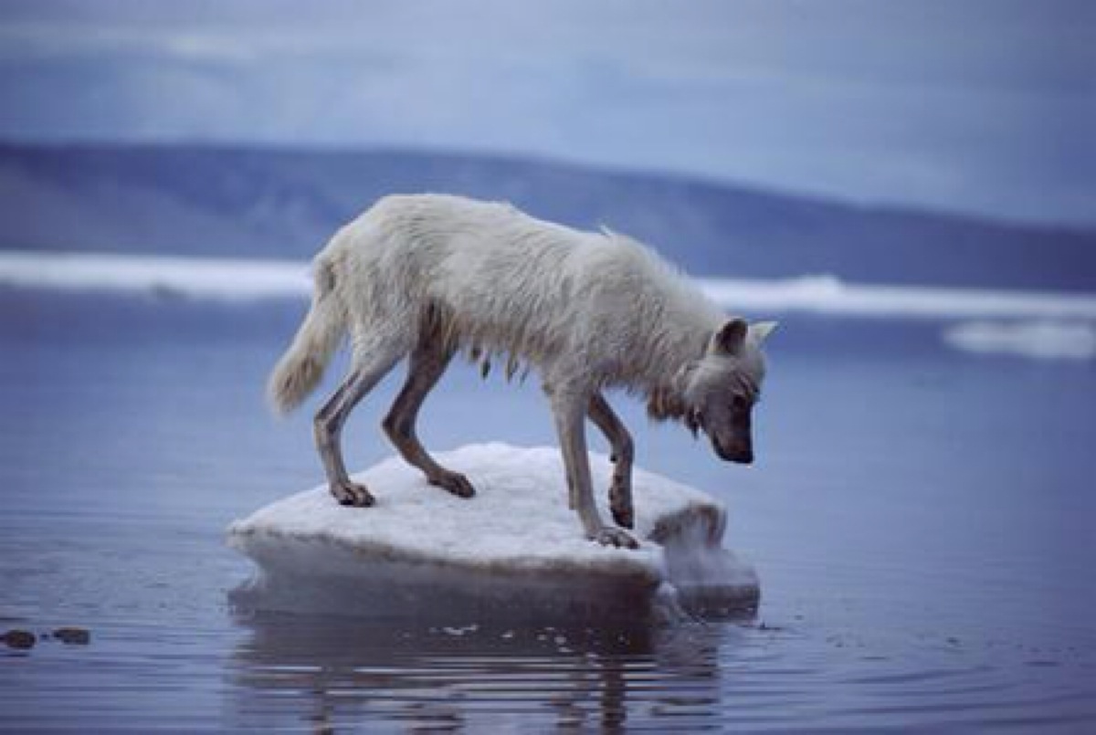 北极狼的主要天敌是人类,由于人类的采伐树木,污染和垃圾,它们失去了