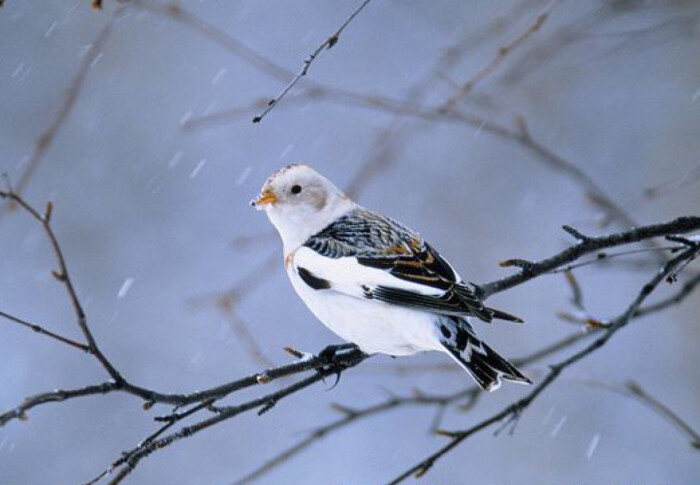 雪鹀(学名:plectrophenax nivalis)为雀科雪鹀属的鸟类,俗名雪雀,路边