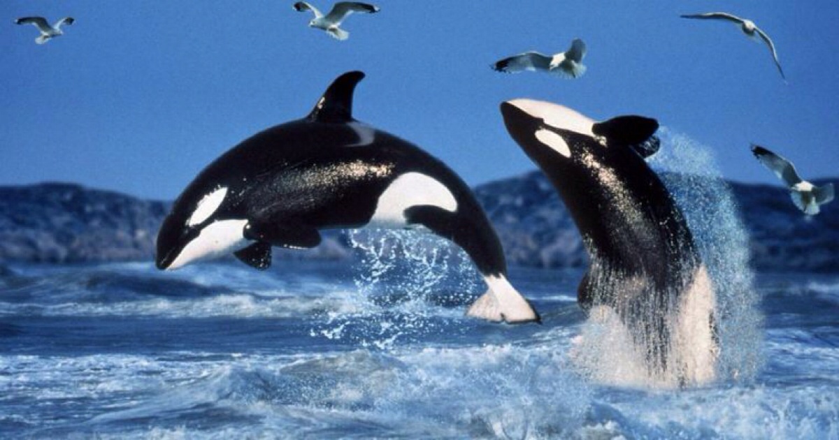 the killer whale or orca (orcinus orca) is a toothed whale