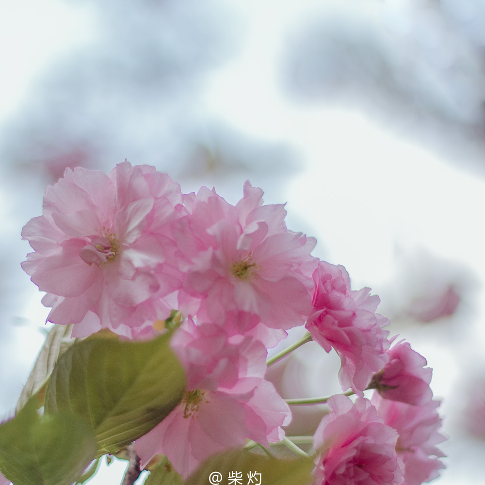 在我犹豫要不要做点盐渍樱花的时候,八重樱默默尽了.