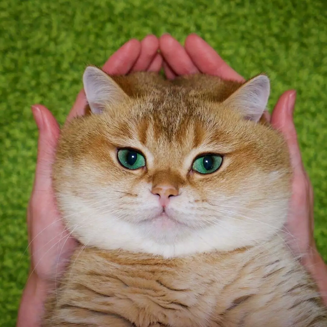 【 尐萌宠 】猫咪头像 大肥猫hosico