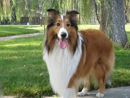 苏格兰牧羊犬