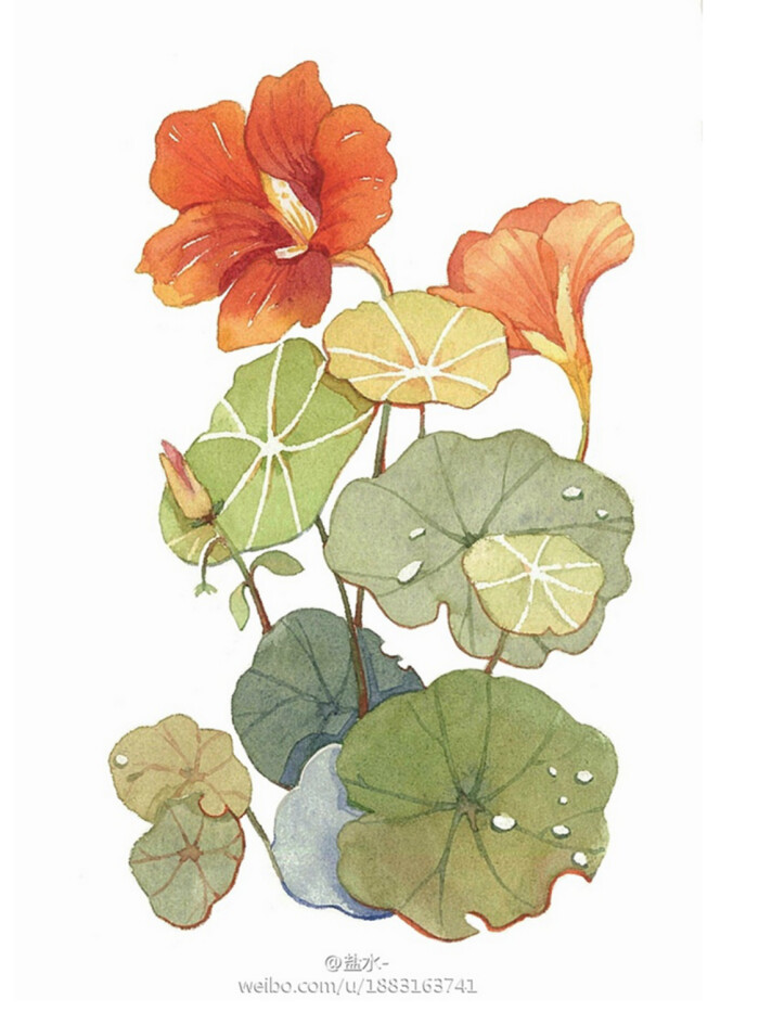 植物-盐水-_原创,插画,水彩,涂鸦,每日一涂,手绘,小清新,绘本,花,植物
