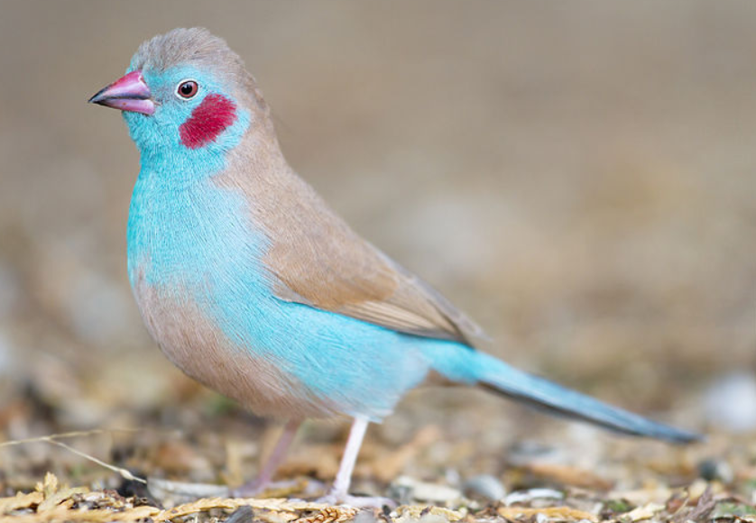 红颊蓝饰雀,鸟纲雀形目梅花雀科蓝饰雀属的一种,分布于非洲撒哈拉以南