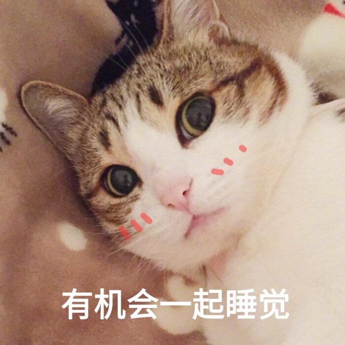 喵呜来源 微博 猫咪表情包