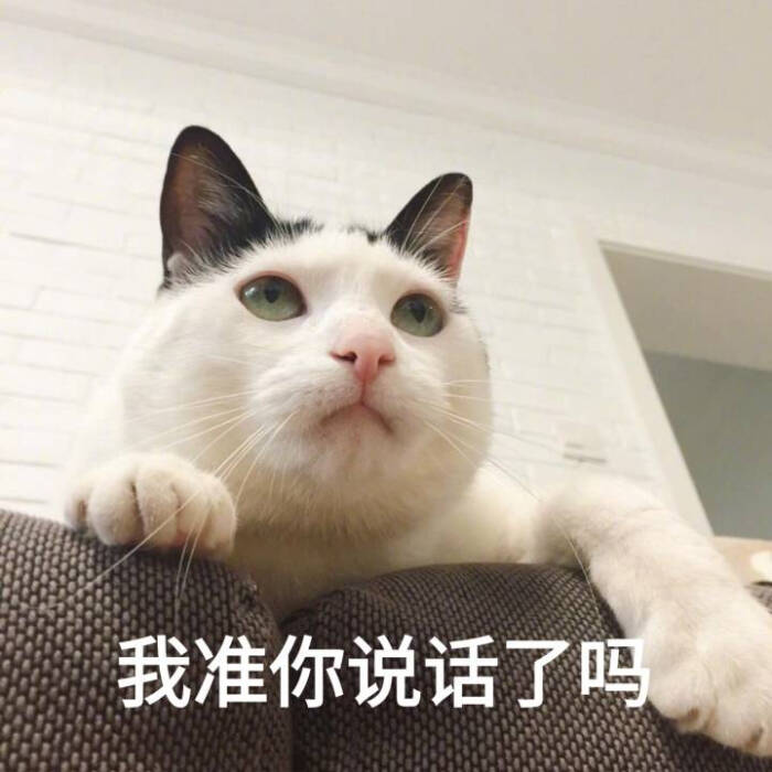 来源 微博 猫咪表情包