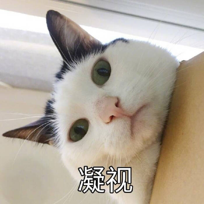 来源 微博 猫咪表情包