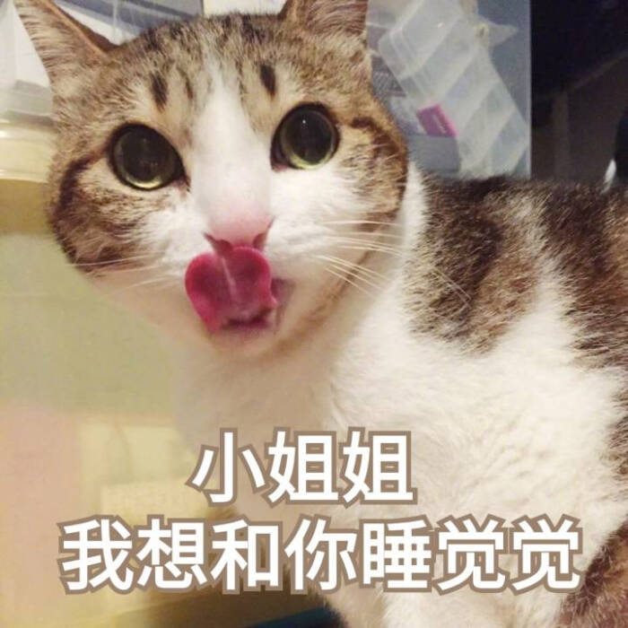 来源 微博 猫咪表情包