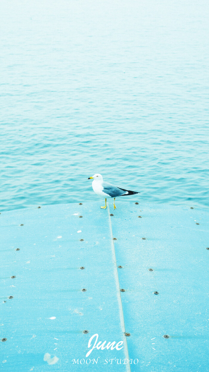 壁纸 月份壁纸 六月壁纸 金浩森 海鸟