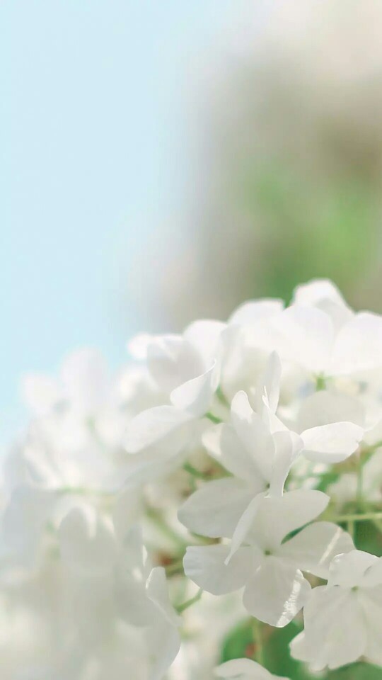 『一花一叶一世界』白绣球花,唯美意境小清新植物壁纸