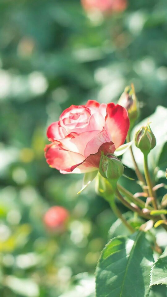 『一花一叶一世界』蔷薇花,唯美意境,小清新植物壁纸