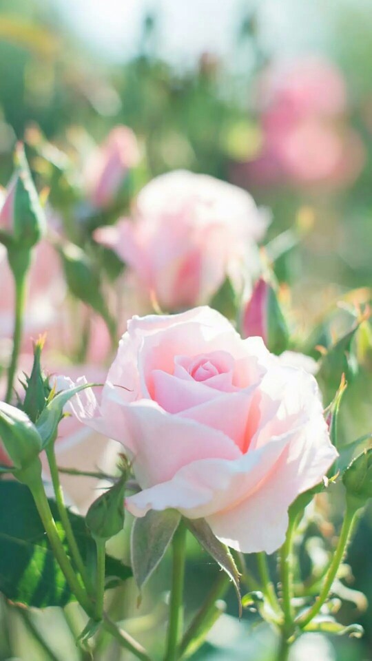 『一花一叶一世界』粉玫瑰,唯美意境,小清新植物壁纸绿色的世界充满