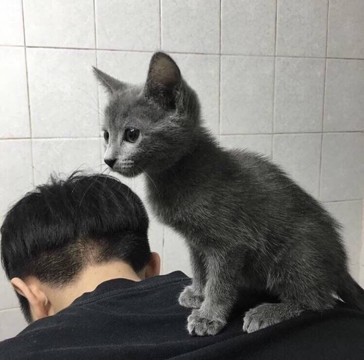 情侣头像