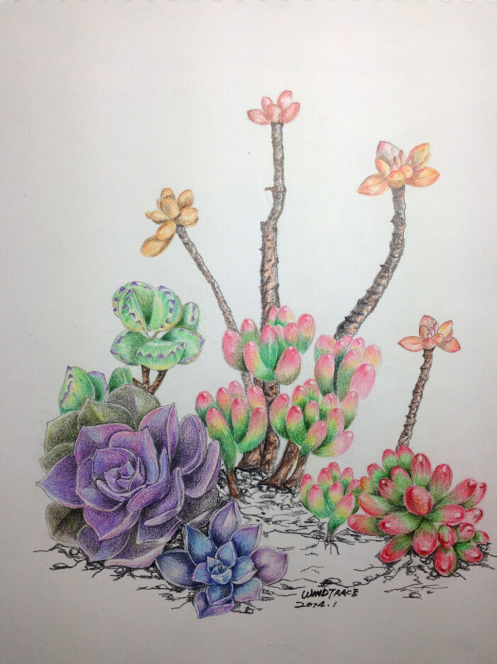 彩铅多肉植物插画