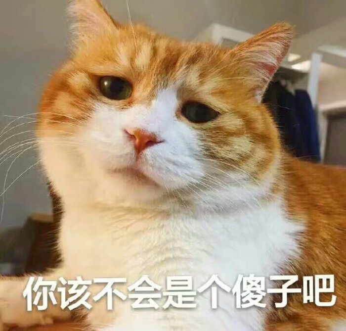 小可爱の表情包 喵咪 你该不会是个傻子吧