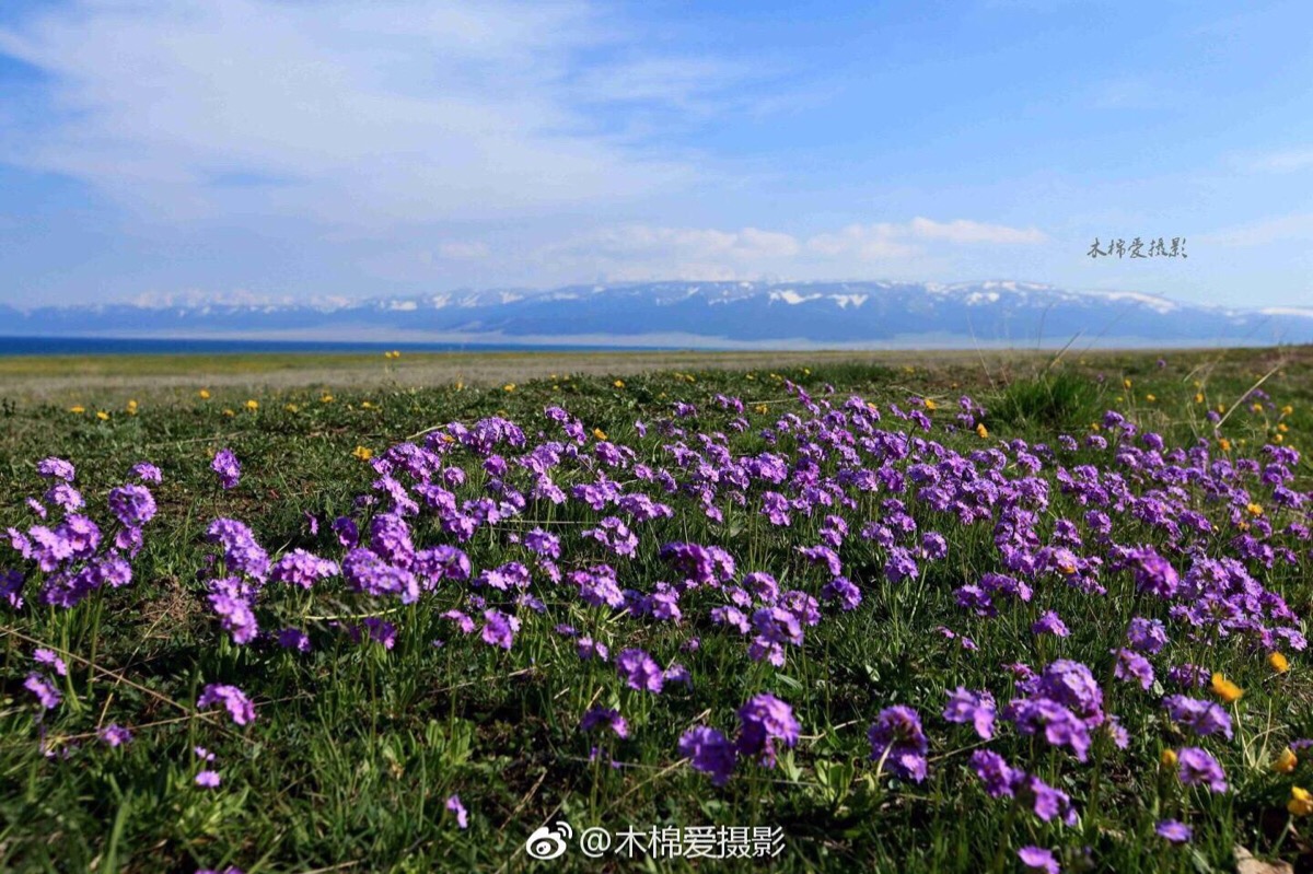 植物# 天山报春,盛开起来铺天盖地,雪山草原鲜花,大新疆的美就是这样