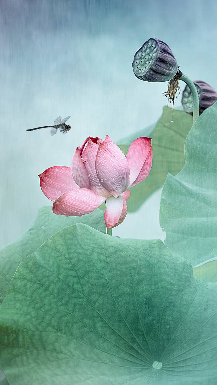 水墨荷花