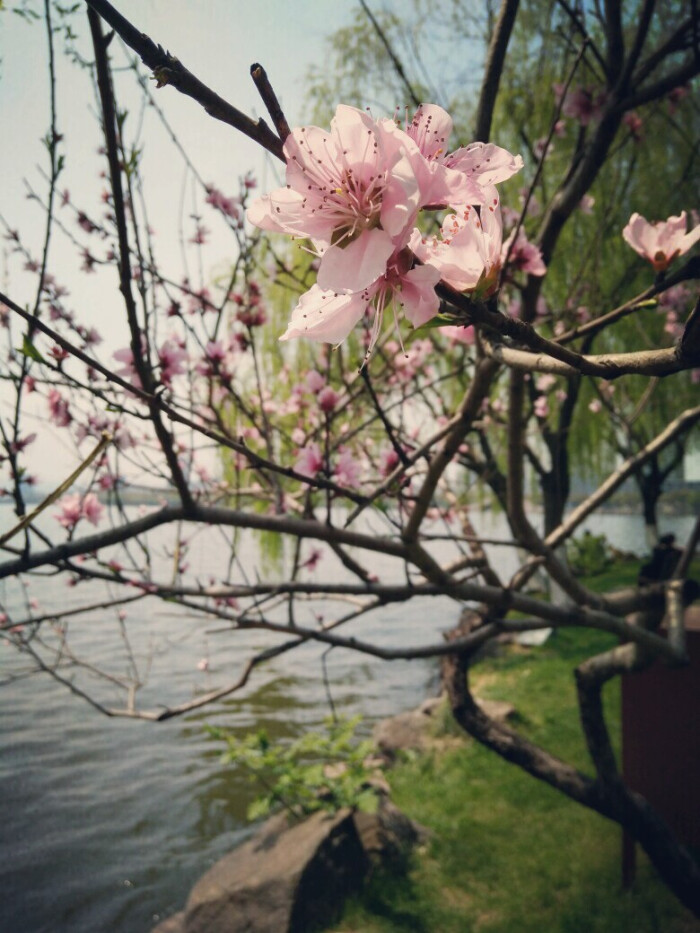 桃花运 